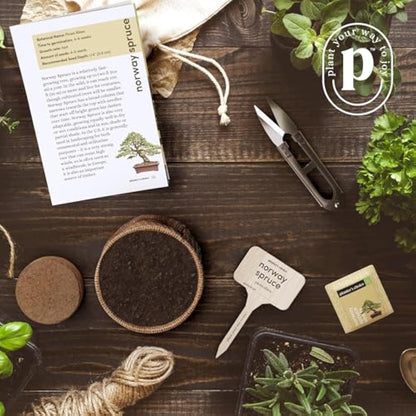 Bonsai Starter Kit - Gardening Easter Gift for Women & Men - Bonsai Tree Growing Garden Crafts Hobby Kits for Adults, Unique DIY Hobbies for Plant Lovers - Unusual Christmas Gifts Ideas