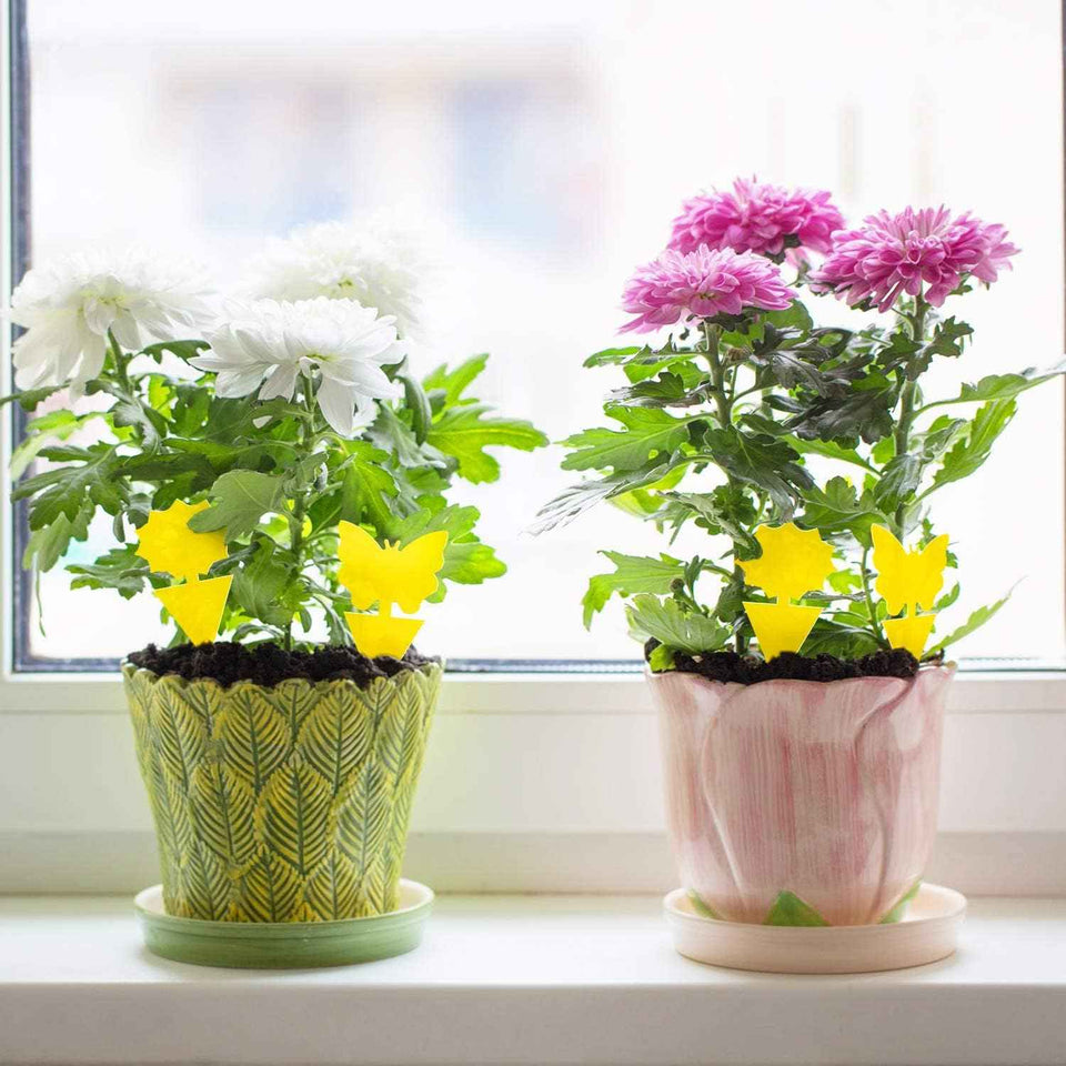 Fruit Fly Traps Fungus Gnat Traps Yellow Sticky Bug Traps 36 Pack No Harm and Odorless for Indoor Outdoor Use Protect The Plant