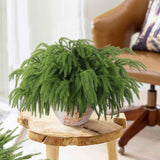 12 Pcs Artificial Norfolk Pine Branches, Norfolk Pine Artificial Pine Stems DIY Crafts Faux Christmas Greenary Norfolk Pine Branches for Xmas Wreath Garland Home Decor (12)